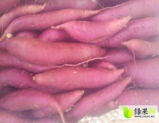 河北雄县商薯19红薯著名品种