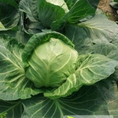 2015沛县甘蓝值得出手