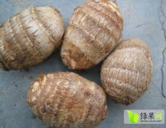2017山东安丘毛芋头和水芋头上市，大量供应