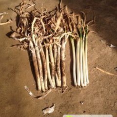 平度芽葱大量上市！！