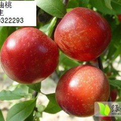 油桃批发市场供应大量油桃