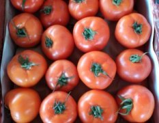 广州江南果菜市场西红柿价格适宜,小张诚信合作