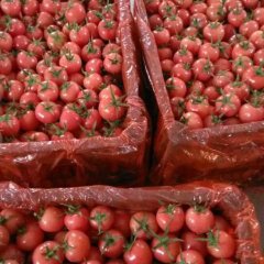 山东莘县千禧，圆粉圣女果火热上市