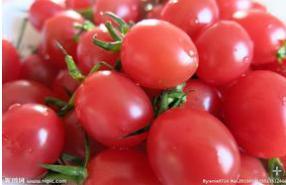 莘县圣女果大量上市