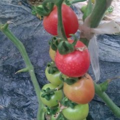 山东莘县千禧圣女果西红柿陆续上市