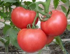 任城万亩西红柿种植基地，2-6月大量供应
