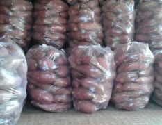 开封县商薯19红薯、红苏八、已经陆续上市！！！