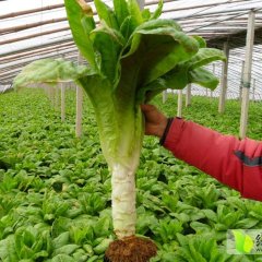 万吨莴苣种植基地价格随行今天是0.50-0.7元