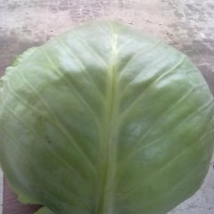 南阳甘蓝最新荷兰（进口品种）荷兰美球已悄然