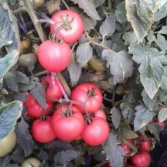 连云港西红柿 小胡