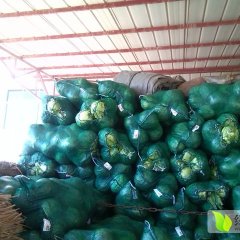 西昌甘蓝随行就市西昌营成祥诚信合作