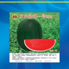 闽侯安里汪永建3月国外高圆型西瓜