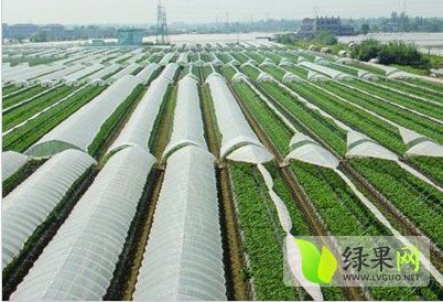 2015年山东邹城地瓜苗价格