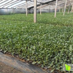 惠民西瓜种子假一赔十麻店万九香诚信合作