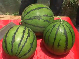 蒲城龙池许宏星5月京欣西瓜