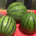 蒲城龙池许宏星5月京欣西瓜