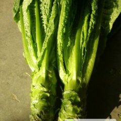 钟祥伍庙刘彬3月白皮莴苣