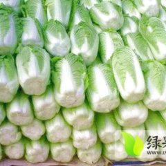 定州城南蔬菜基地北京新三号白菜大量供应