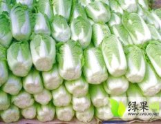 定州城南蔬菜基地北京新三号白菜大量供应