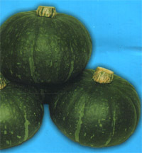 广西江南锦红一号南瓜产销两旺