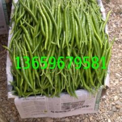 2015江南辣椒走过路过不要错过