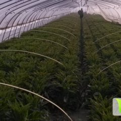 通州十总小刘3月福建永安红莴苣