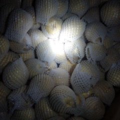 陕西大荔酥梨箱急需出手