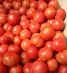 定陶西红柿品质优良黄店王汝刚诚信合作