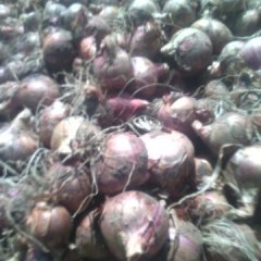 供应吉林长春产独头和四六瓣毛葱种子