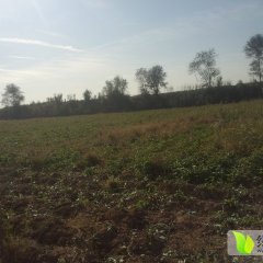 肥乡红薯假一赔十城东郝进忠诚信合作