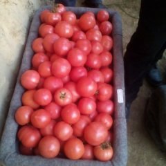 禹城西红柿口感爽口,市中窦其周诚信合作