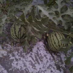 盈江西瓜口感爽口,太平李撕诚信合作