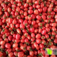 莘县燕店吴保遂3月京丹1号圣女果