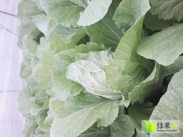 2015年山东兰陵菊锦春白菜价格