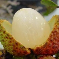 琼山三门黄聃5月妃子笑荔枝