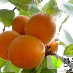 费县盛产优质金太阳杏，颜色黄红色，量大从优，口感甜甜