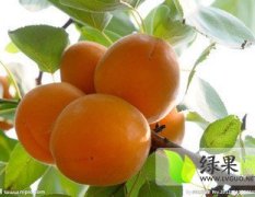 费县盛产优质金太阳杏，颜色黄红色，量大从优，口感甜甜
