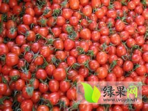 2015年山东莘县樱桃西红柿价格