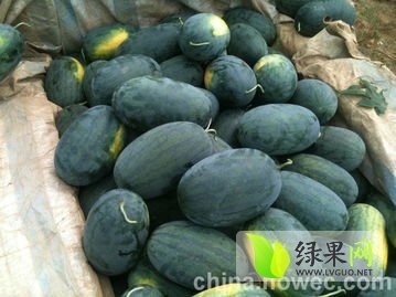黑美人价格