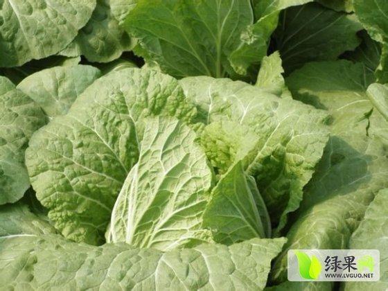2015年山东青州菊锦价格