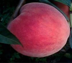 宜城油桃、大红桃6月上市