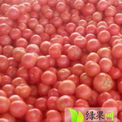 河北邯郸王旭彬专供粉果西红柿