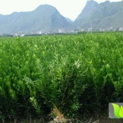 本人在桂林有沙糖桔苗基地200亩左右