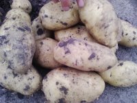 胡龙喜代收黑龙江库存马铃薯种子菜豆