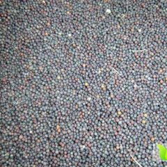 内蒙古武川供应高质量油菜籽