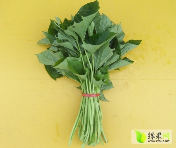 2015年河南民权红薯苗价格