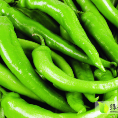 广西钦州那丽新鲜辣椒大量上市