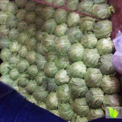 三原鲁桥郑鑫4月8398甘蓝