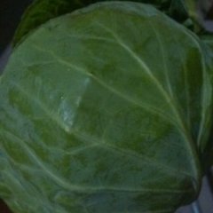 江苏沛县美味早生甘蓝早买早赚