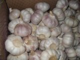 2015年河南淮阳杂交蒜价格